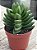 Crassula benjamin - Imagem 2