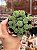 Rhodiola pachyclados - Imagem 1