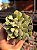 Senecio scaposus var. addoensis - Imagem 1