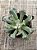 Senecio scaposus var. adoensis - Imagem 3