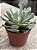 Senecio scaposus var. adoensis - Imagem 2