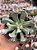 Senecio scaposus var. adoensis - Imagem 1