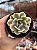 Echeveria akaihosi variegata - Imagem 1
