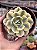 Echeveria akaihosi variegata - Imagem 1