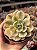 Echeveria akaihosi variegata - Imagem 1
