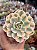 Echeveria akaihosi variegata - Imagem 1