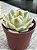Echeveria akaihoshi variegata (novidade) - Imagem 3