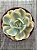 Echeveria akaihoshi variegata (novidade) - Imagem 4
