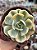 Echeveria akaihoshi variegata (novidade) - Imagem 1