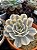 Echeveria akaihoshi variegata (novidade) - Imagem 2