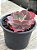 Echeveria Cecelia - Imagem 3