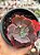 Echeveria Cecelia - Imagem 1