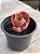 Echeveria Cecelia - Imagem 3