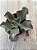 Echeveria Cecelia - Imagem 4