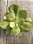 Echeveria enfant G - Imagem 3