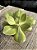 Echeveria enfant G - Imagem 2