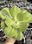 Echeveria enfant G - Imagem 1