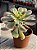 Aeonium sunburst G - Imagem 2
