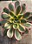 Aeonium sunburst G - Imagem 3
