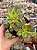 Aeonium kiwi - Imagem 1
