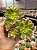 Aeonium kiwi - Imagem 1