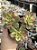 Aeonium kiwi - Imagem 1