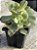 Aeonium kiwi - Imagem 2