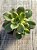 Aeonium kiwi - Imagem 3