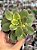 Aeonium kiwi - Imagem 1