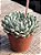 Echeveria setosa var. diminuta - Imagem 2