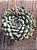 Echeveria setosa var. diminuta - Imagem 3