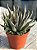 Echeveria lutea marrom - Imagem 2