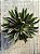 Echeveria lutea marrom - Imagem 3