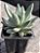 Pachyphytum hookeri - Imagem 2