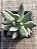 Pachyphytum hookeri - Imagem 3