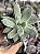 Pachyphytum hookeri - Imagem 1