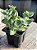 Crassula perforata ‘giant form’ - Imagem 2