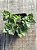 Crassula perforata ‘giant form’ - Imagem 3