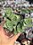 Crassula perforata ‘giant form’ - Imagem 1