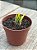 Haworthia attenuata var radula variegata 01 - Imagem 2