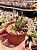 Haworthia attenuata var. radula variegata - Imagem 3