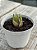 Haworthia attenuata var. radula variegata 02 - Imagem 2