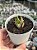 Haworthia attenuata var. radula variegata 02 - Imagem 1