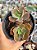 Echeveria curls híbrida (2 cabeças) - Imagem 1