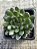 Echeveria scorpion - Imagem 3