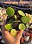 Pilea peperomioides - Imagem 1