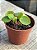 Pilea peperomioides - Imagem 2