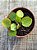 Pilea peperomioides - Imagem 3