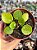 Pilea peperomioides - Imagem 1