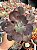 Echeveria chocolate ruffles G - Imagem 1
